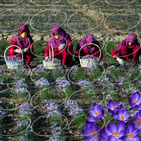 تولید زعفران ایرانی درجه یک در کشتزار های حاصل
