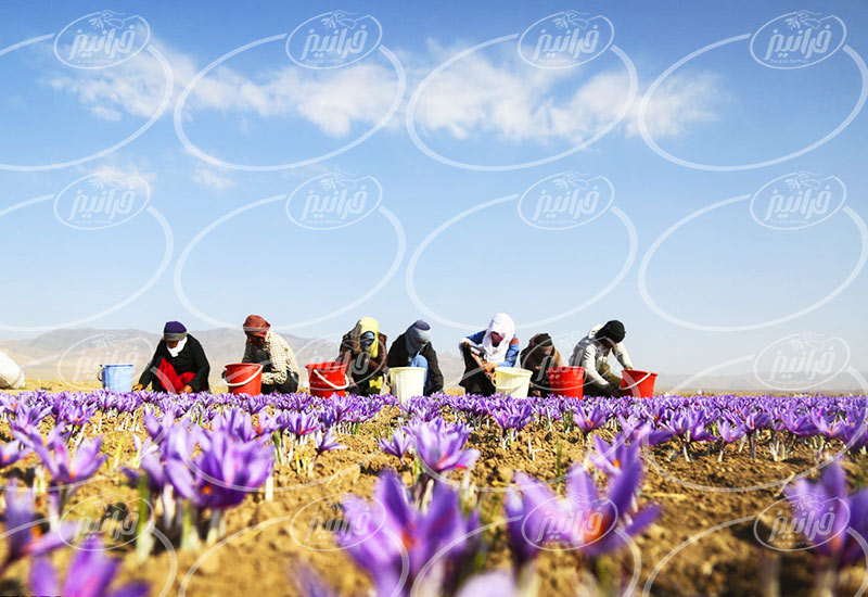 سایت خرید زعفران عمده در بلژیک
