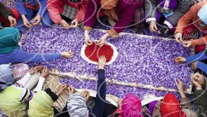 سایت خرید زعفران عمده در بلژیک