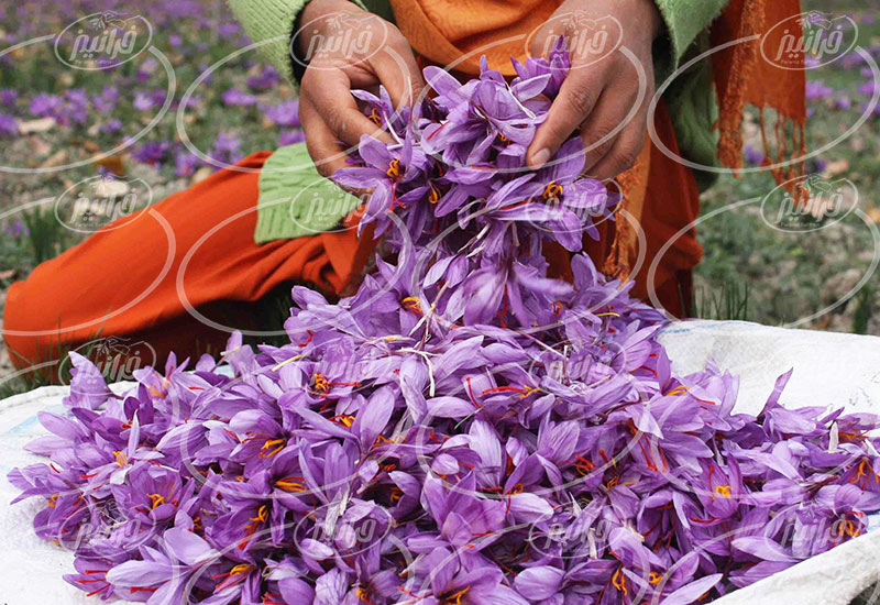 قیمت زعفران امروز در شهرستان گناباد