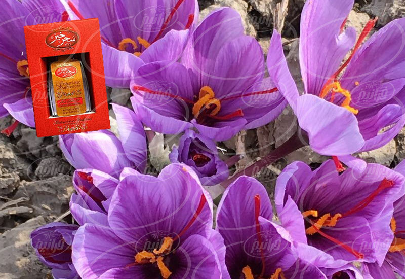 زعفران یک مثقالی سحرخیز درجه یک صادراتی