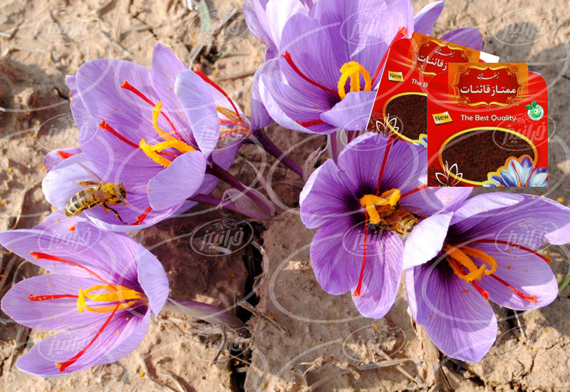 بازار اصلی رنگ زعفران قائنات با برند گل سرخ